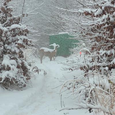 Winterwonderland am Scheiblingstein